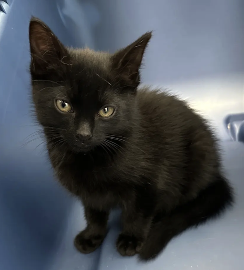 Batman, an adoptable Tabby in Atlanta, GA