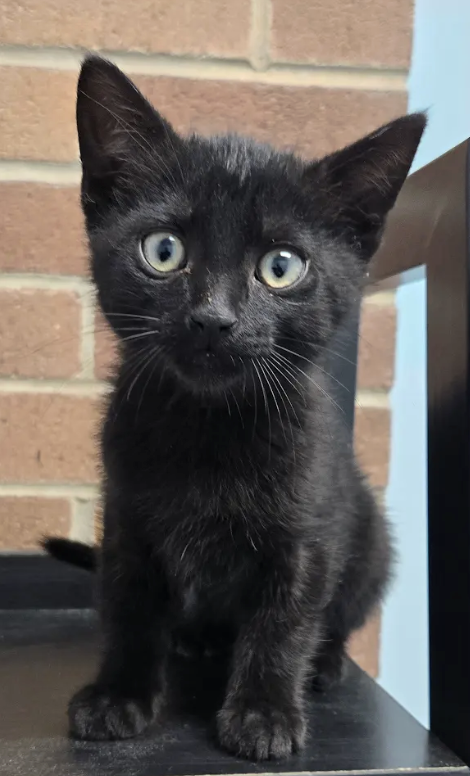 Robin, an adoptable Tabby in Atlanta, GA