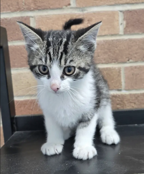 Cork, an adoptable Tabby in Atlanta, GA