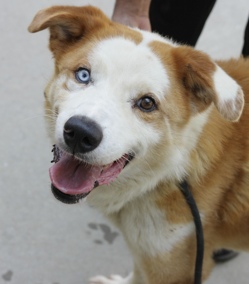 Regon, an adoptable Australian Shepherd in Atlanta, GA
