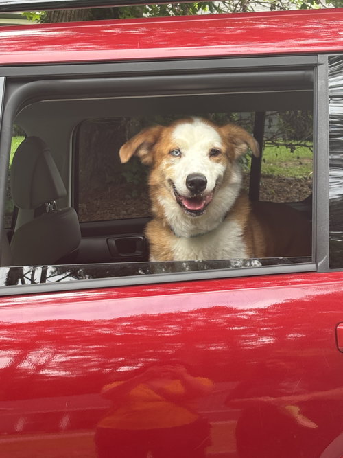 Regon, an adoptable Australian Shepherd in Atlanta, GA