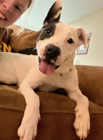 Harmony, an adoptable American Pit Bull Terrier in Atlanta, GA