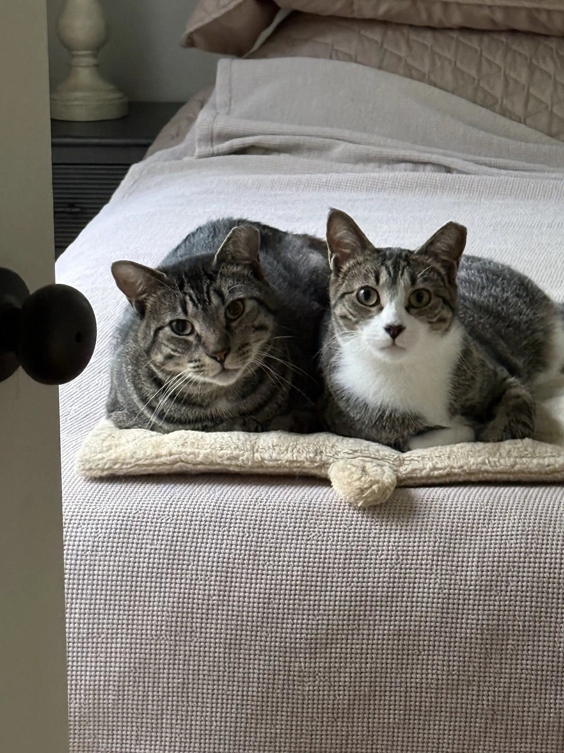 Cubbie And Jesse - Domestic Short Hair