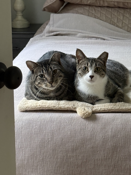 Cubbie and Jesse, Adult Domestic Short Hair (short coat), cat for adoption in Marietta, Georgia
