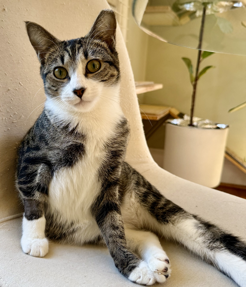 Cubbie and Jesse, a cat for adoption from Doggie Harmony