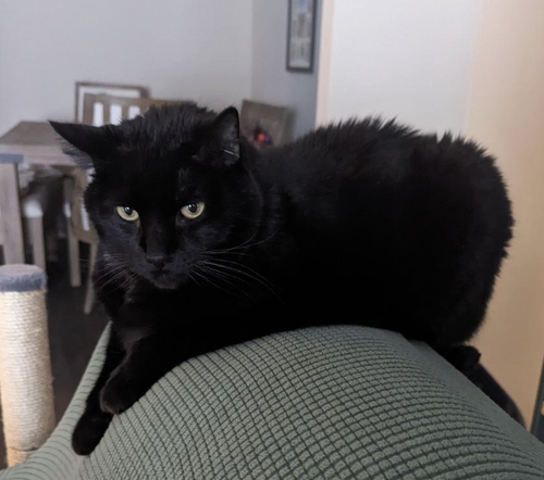 Fluffernutter, Adult Domestic Short Hair / Mixed (medium coat), cat for adoption in Marietta, Georgia