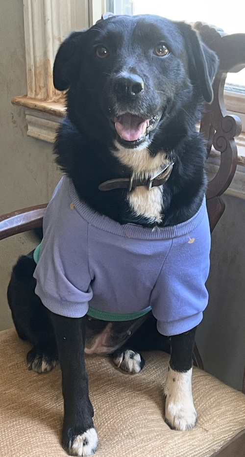 Jasmine. Urgently needs Foster.