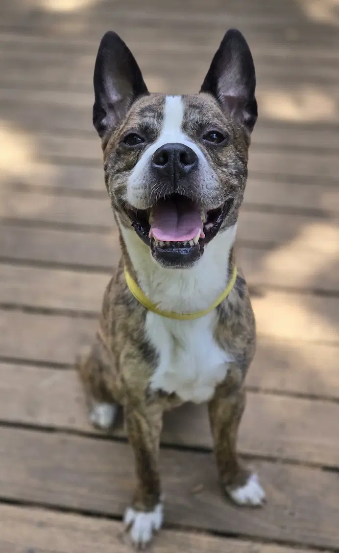 Chop - Boxer