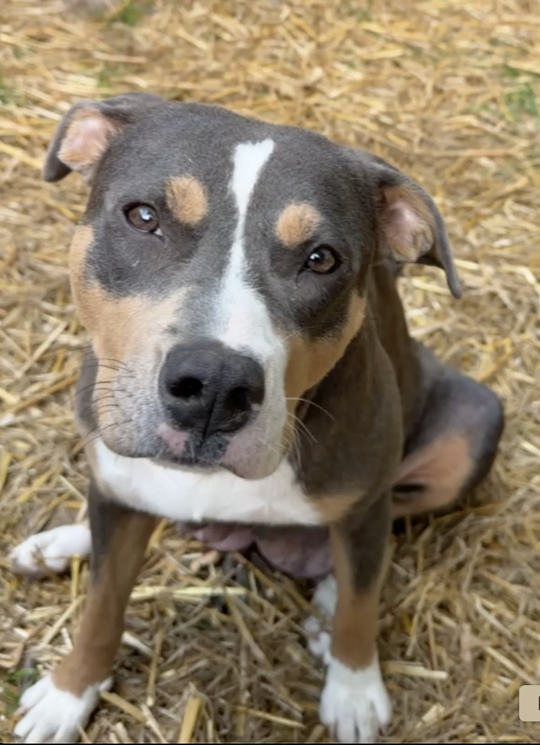 Mama *URGENT FOSTER NEEDED TOO!