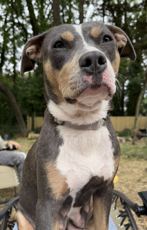 Mama *URGENT FOSTER NEEDED TOO photo 2