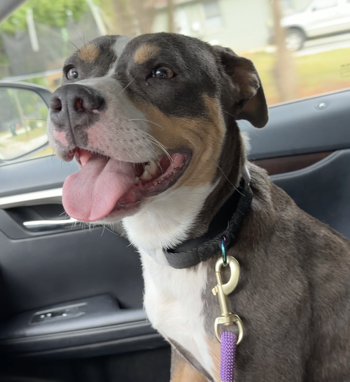 Mama *URGENT FOSTER NEEDED TOO photo 5