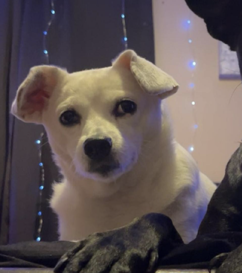 Charlie *URGENT FOSTER NEEDED TOO!