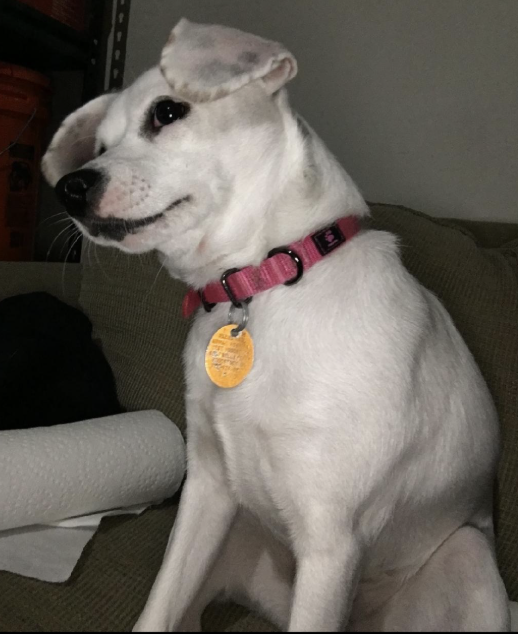 Charlie *URGENT FOSTER NEEDED TOO!