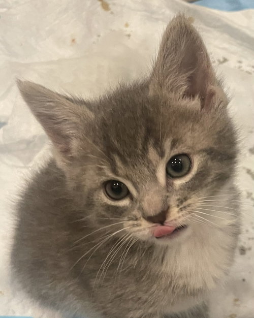 Elliott
