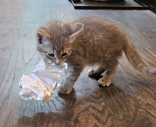 Oliver
