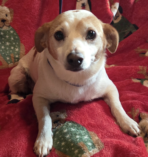 Buddy photo 4