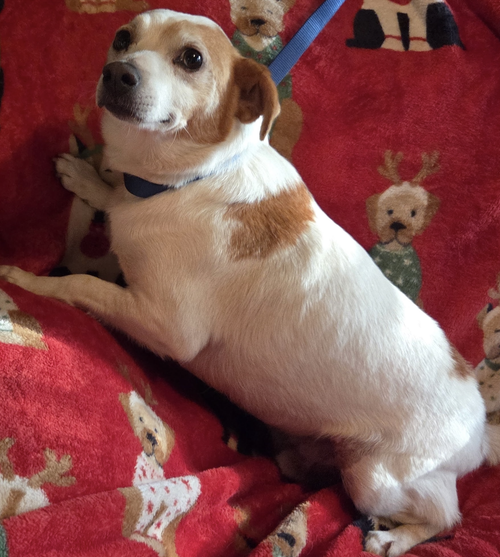 Buddy photo 2