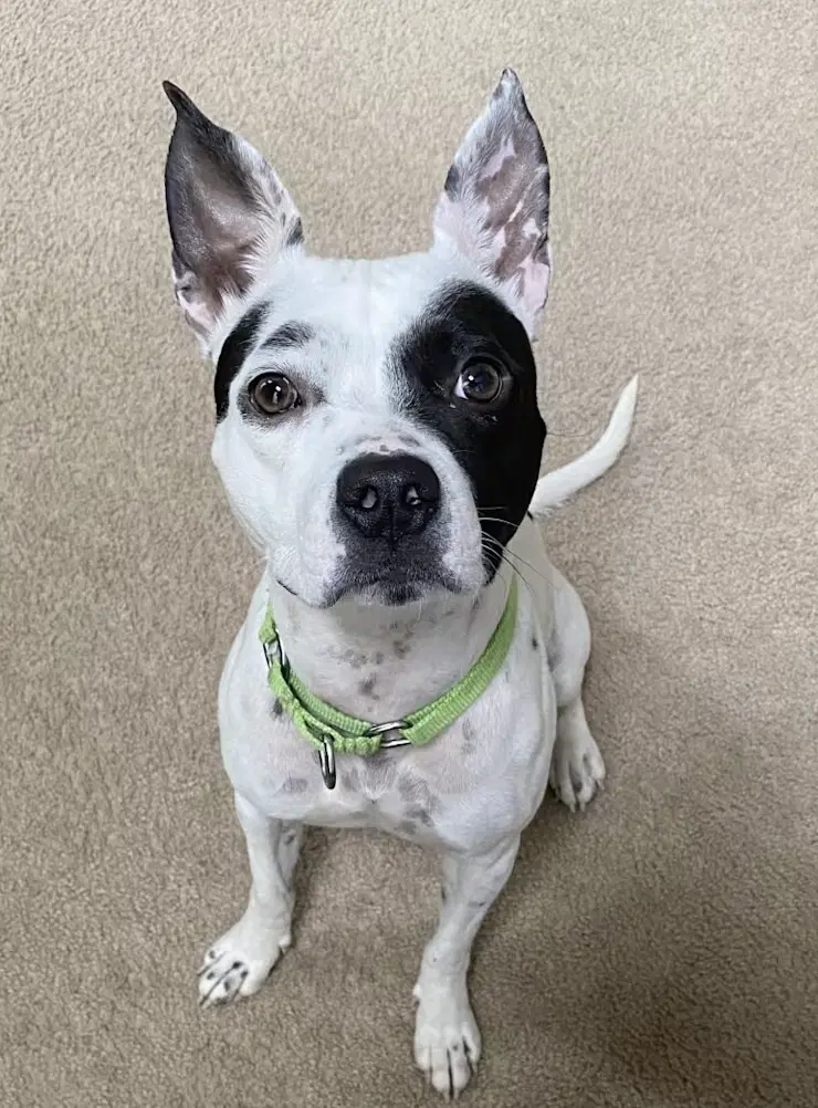 Oreo - Dalmatian