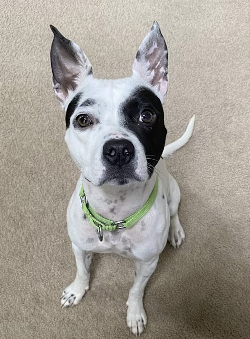 Oreo