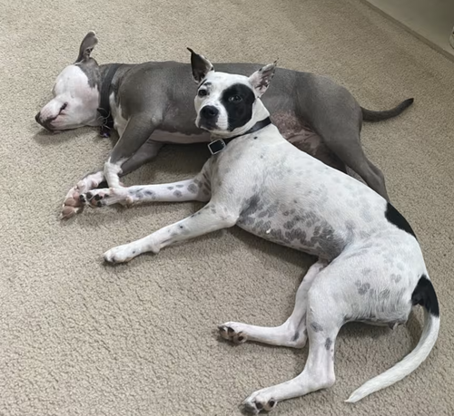 Oreo photo 3
