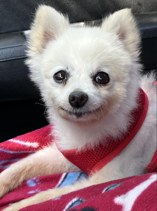 Poppy photo 2