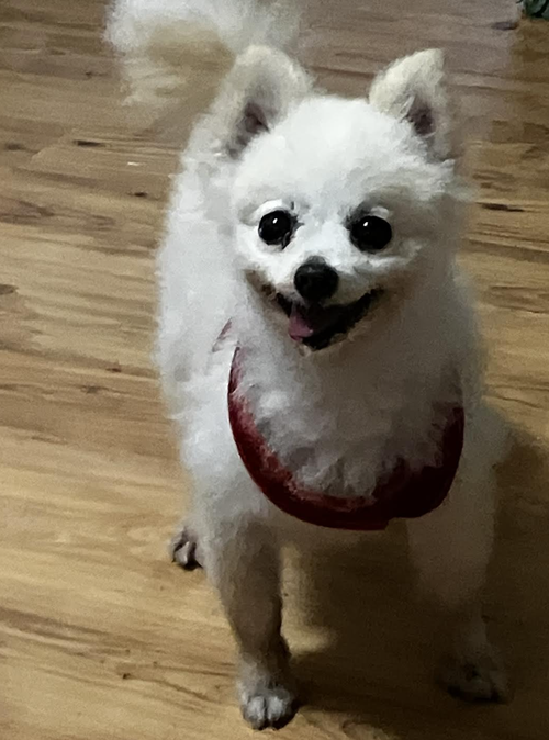 Poppy photo 4