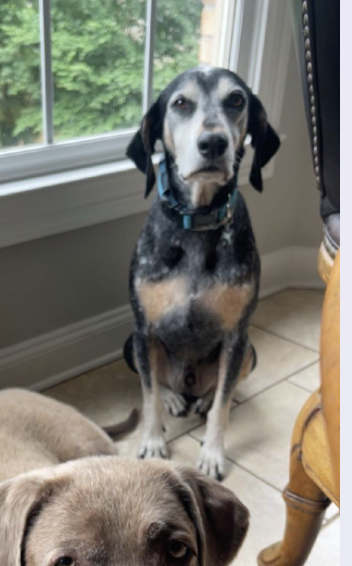Blue Urgently needs Foster or adopter