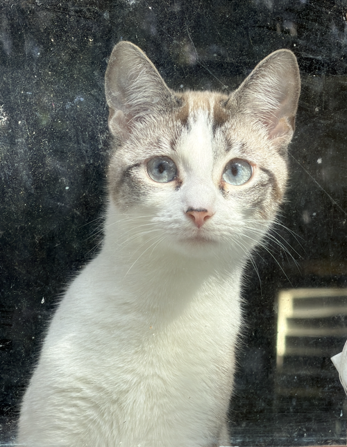 Polly Pocket Bonded with Goopy, an adoptable Domestic Short Hair in Atlanta, GA