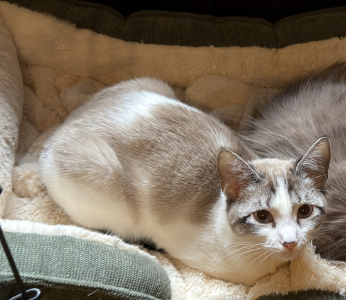 Polly Pocket Bonded With Goopy photo 2