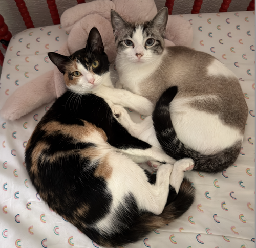 Polly Pocket Bonded With Goopy photo 3