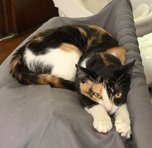 Goopy Bonded with Polly Pocket, an adoptable Domestic Short Hair in Atlanta, GA
