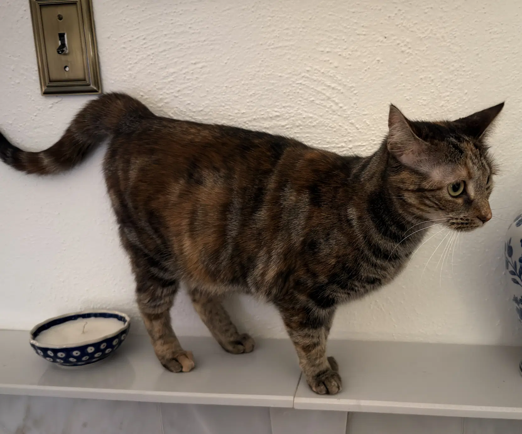 Miss Kitty Bonded To Mr Man - Domestic Short Hair