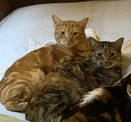 Miss Kitty Bonded To Mr Man photo 3