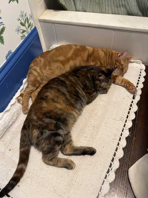 Miss Kitty Bonded To Mr Man photo 4