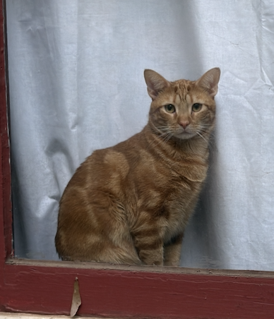 Mr. Man Bonded with Miss Kitty, an adoptable Domestic Short Hair in Atlanta, GA