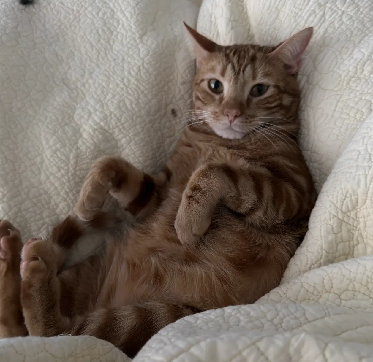 Mr Man Bonded With Miss Kitty image 3