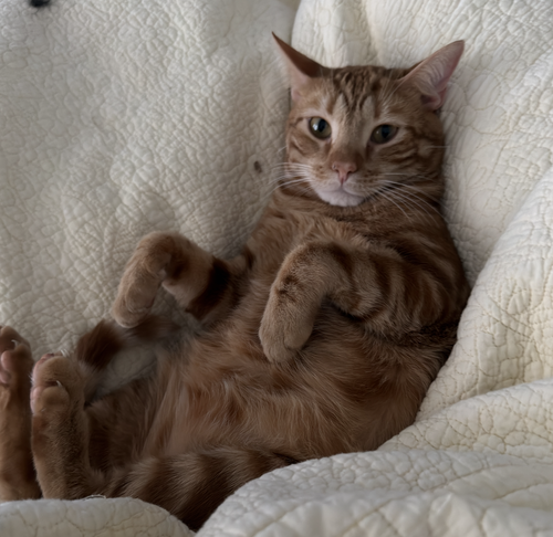 Mr. Man Bonded With Miss Kitty photo 3
