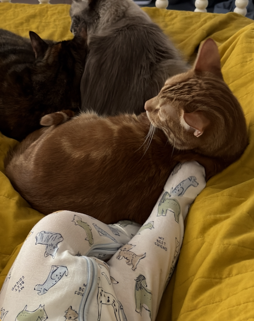 Mr. Man Bonded With Miss Kitty photo 4