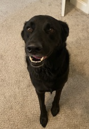 Bruno