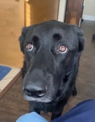 Bruno - Labrador Retriever