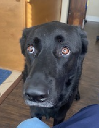 Bruno photo 3