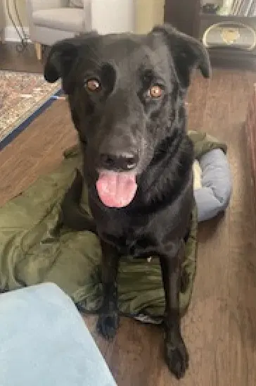 Bruno image 2
