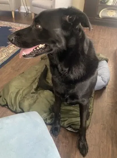 Bruno image 3