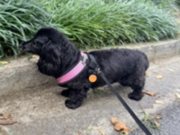 Bb Bonded To Abby photo 2