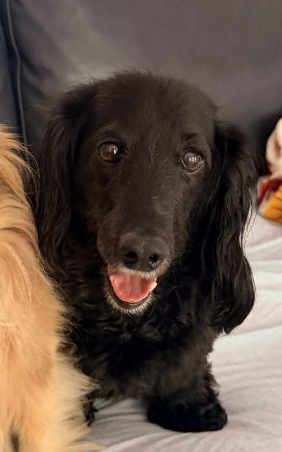 Bb Bonded To Abby