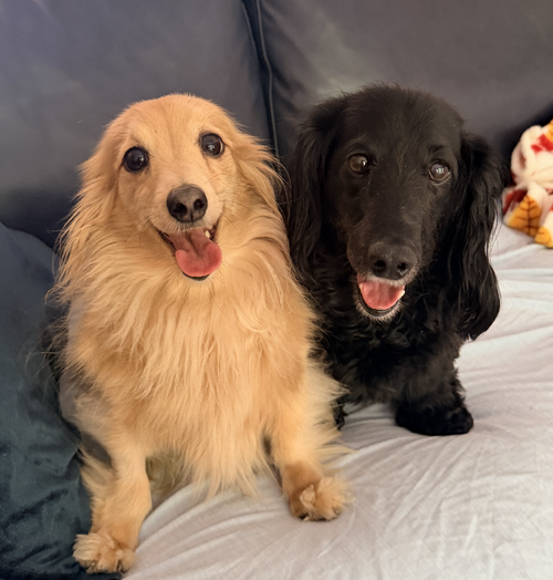 Bb Bonded To Abby photo 3