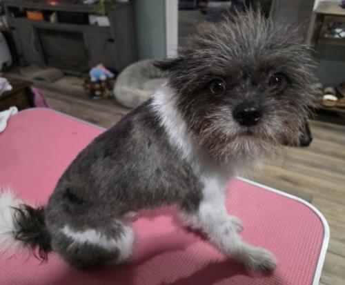 Wookie, an adoptable Pomeranian in Atlanta, GA