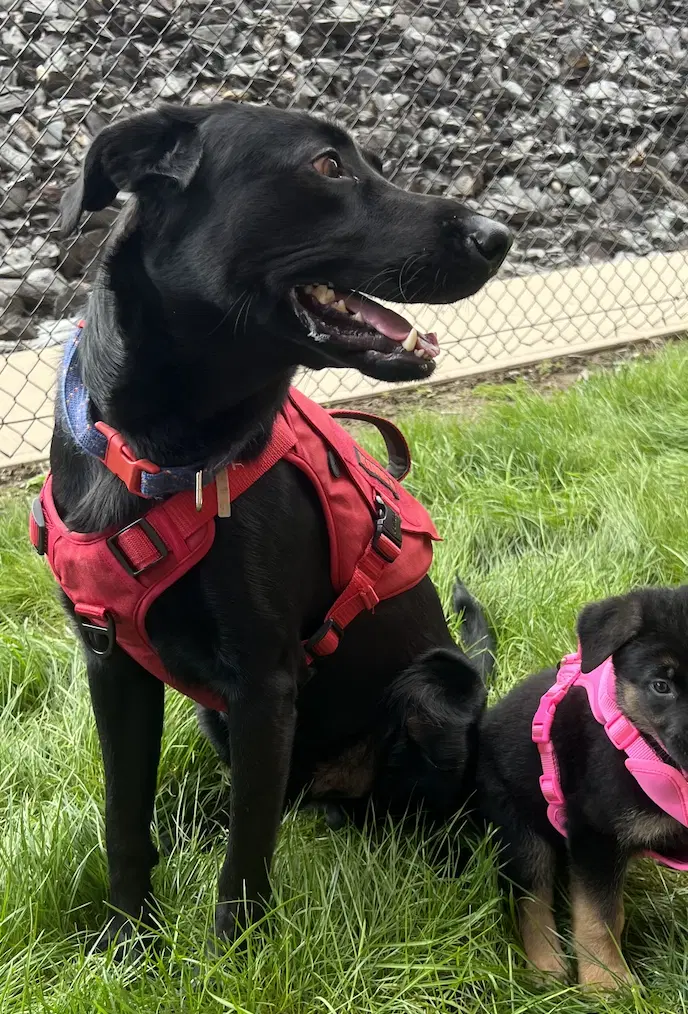 Banko - Black Labrador Retriever