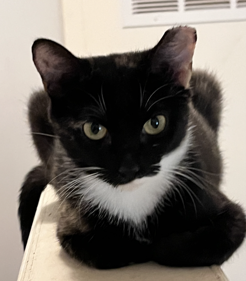 Onyx