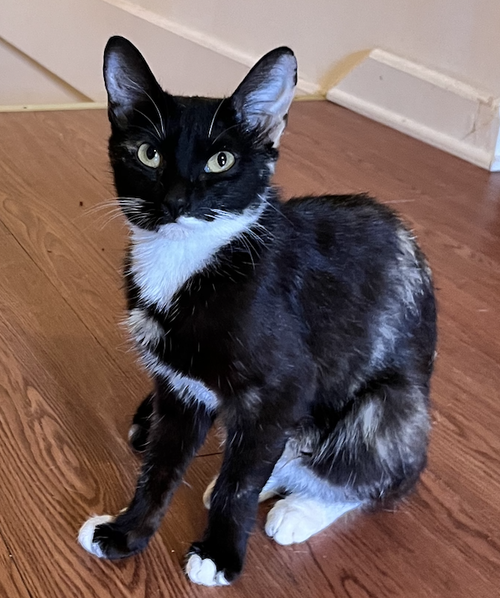 Onyx photo 2